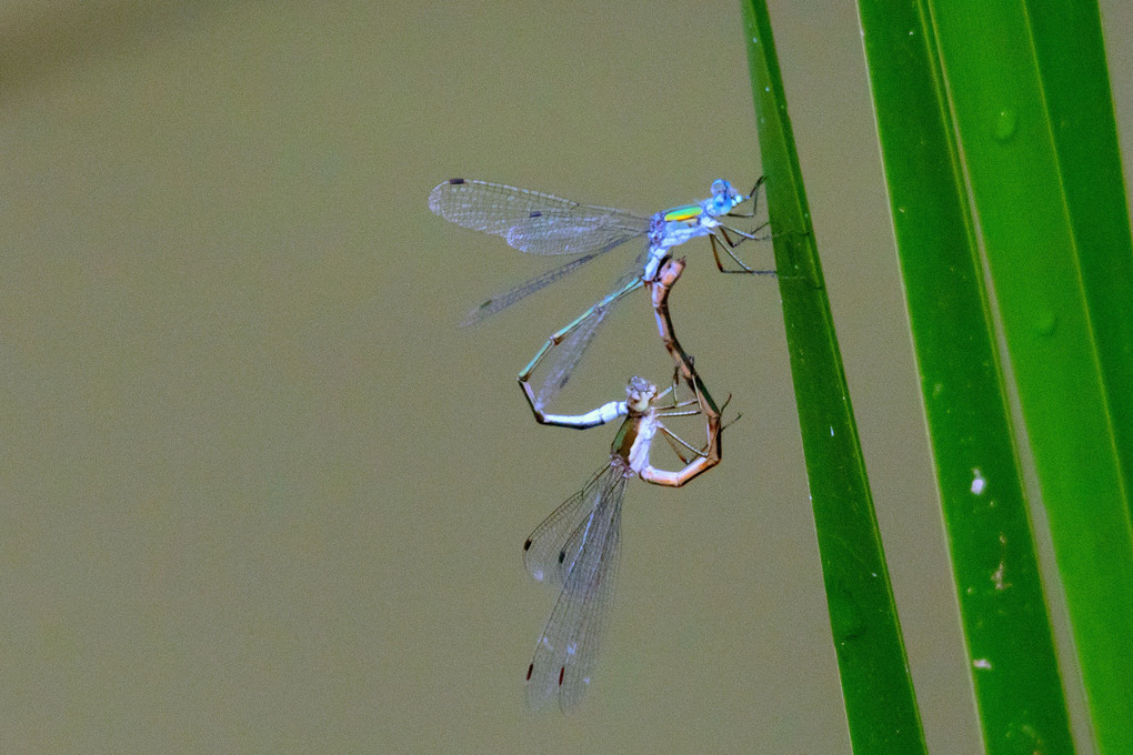 September dragonfly