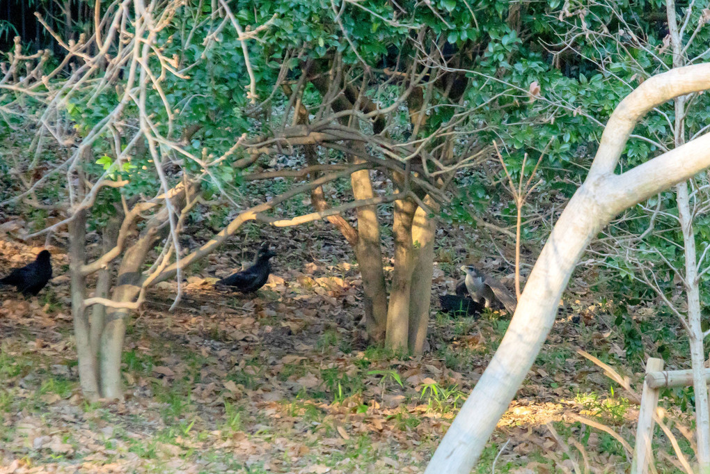 今年の鳥初めは、オオタカの獲り初め！