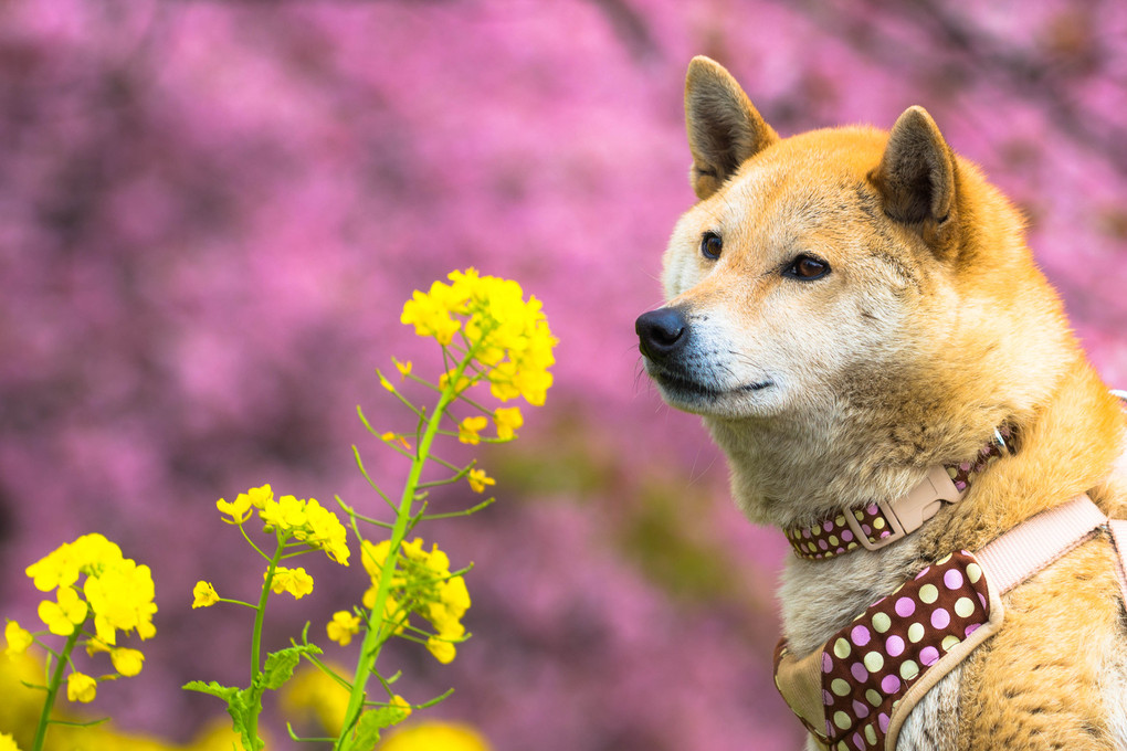 菜の花と桜と犬