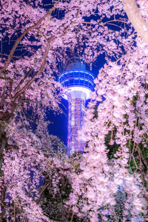 マリンタワーと枝垂桜