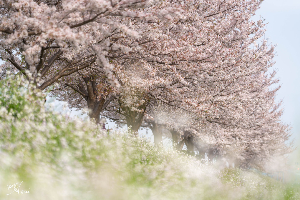 桜とハマダイコン
