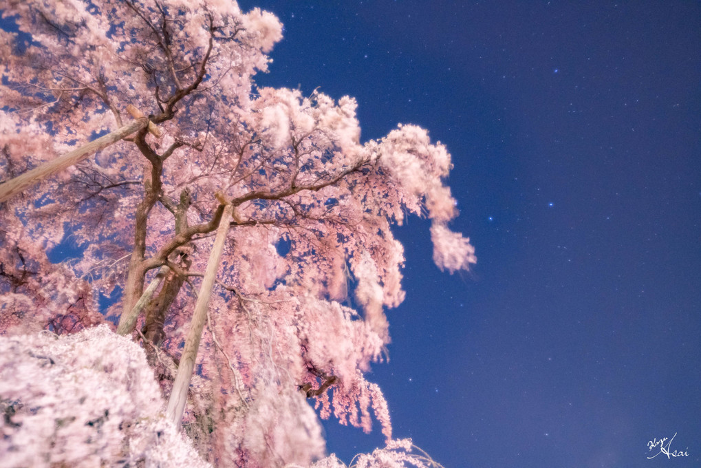 滝桜と星