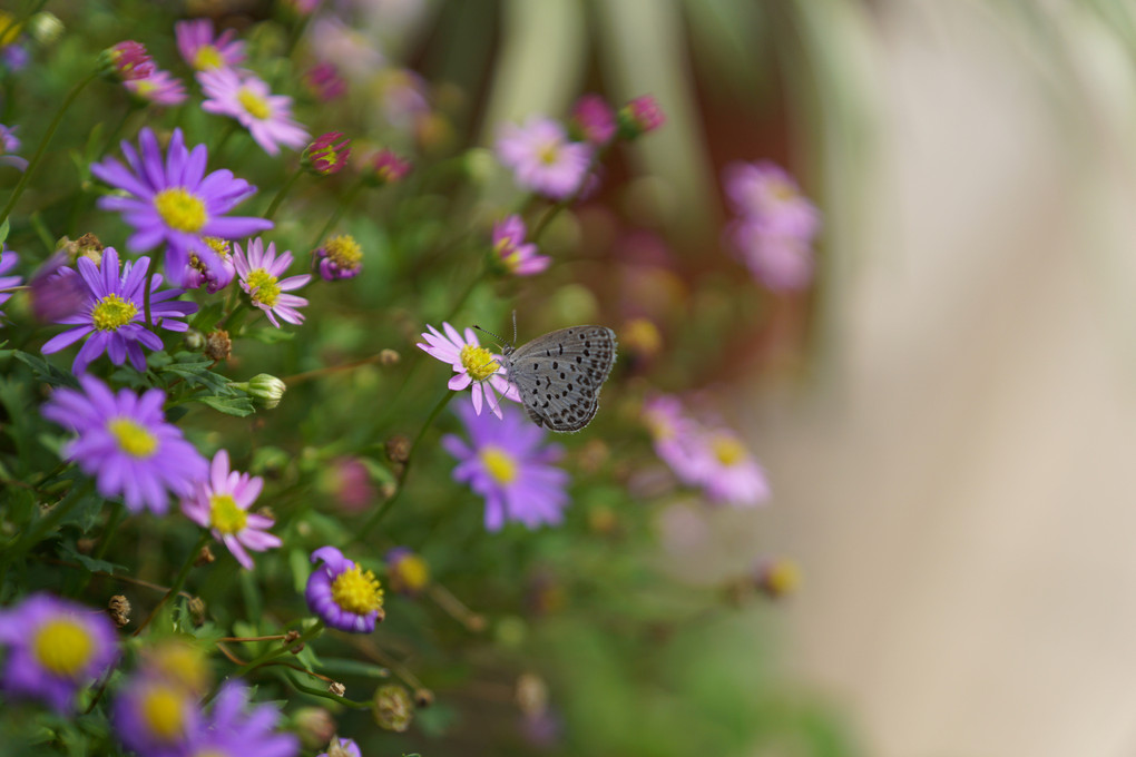 お庭のお花さんたち