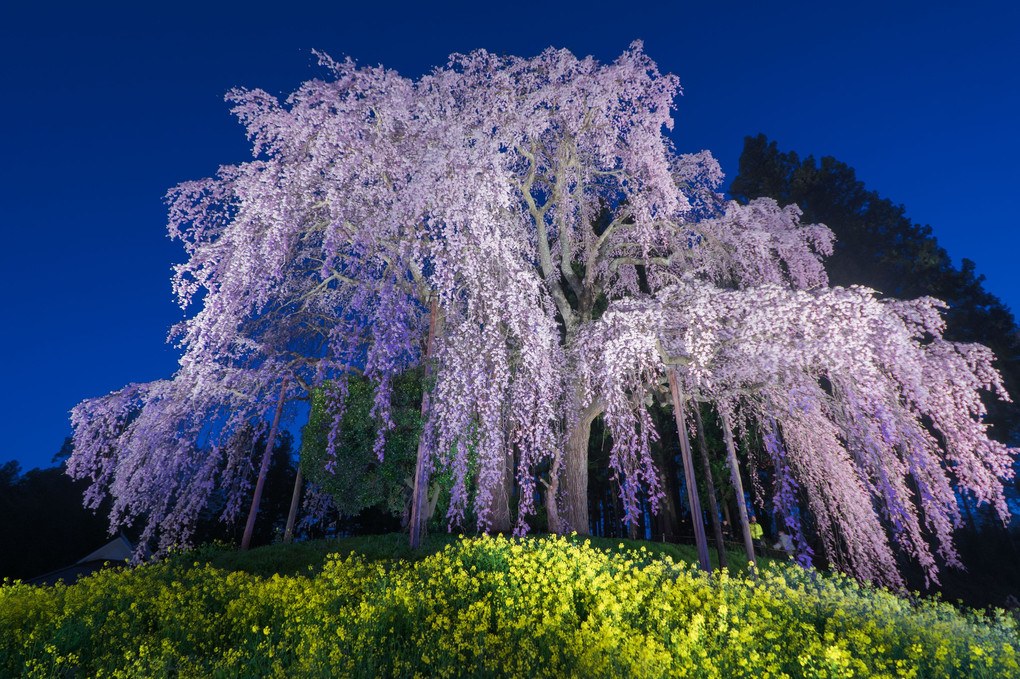 日本三大桜の貫禄