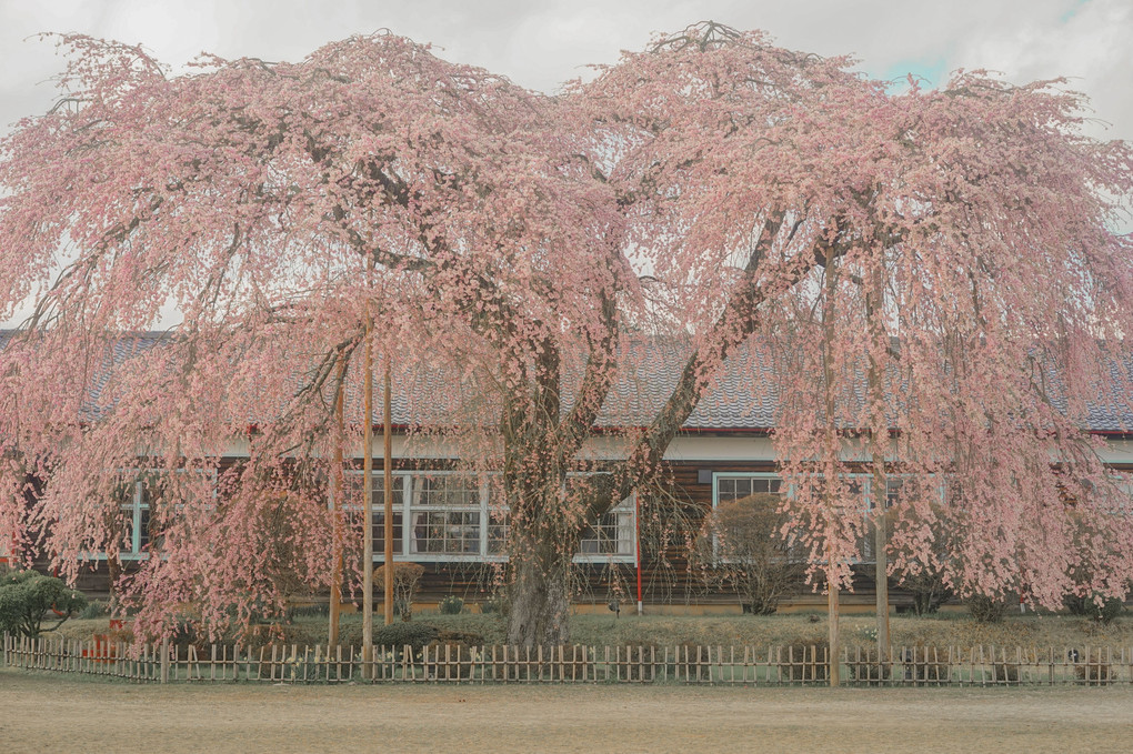 桜の咲く学校