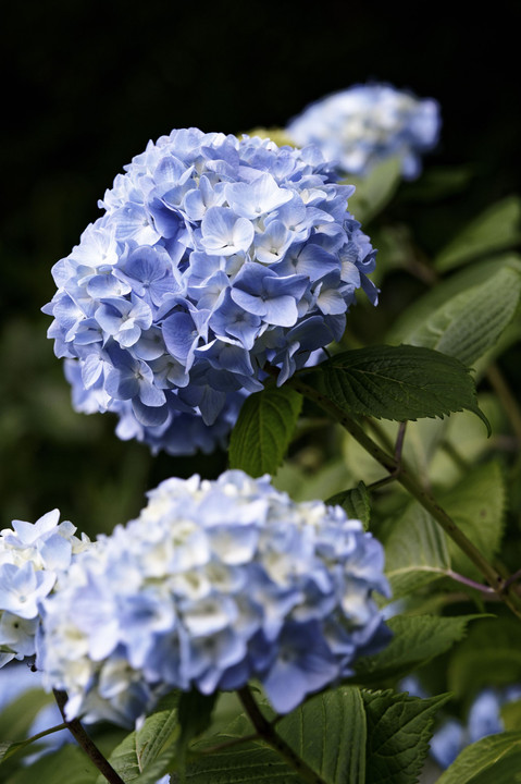 卯辰山花菖蒲園