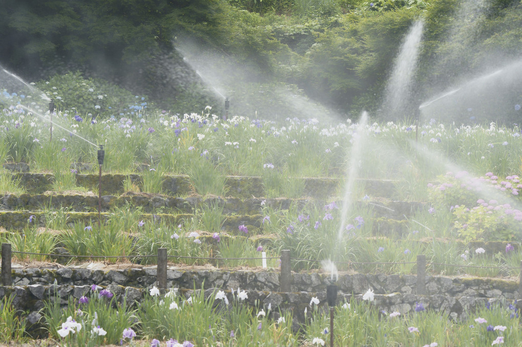 卯辰山花菖蒲園