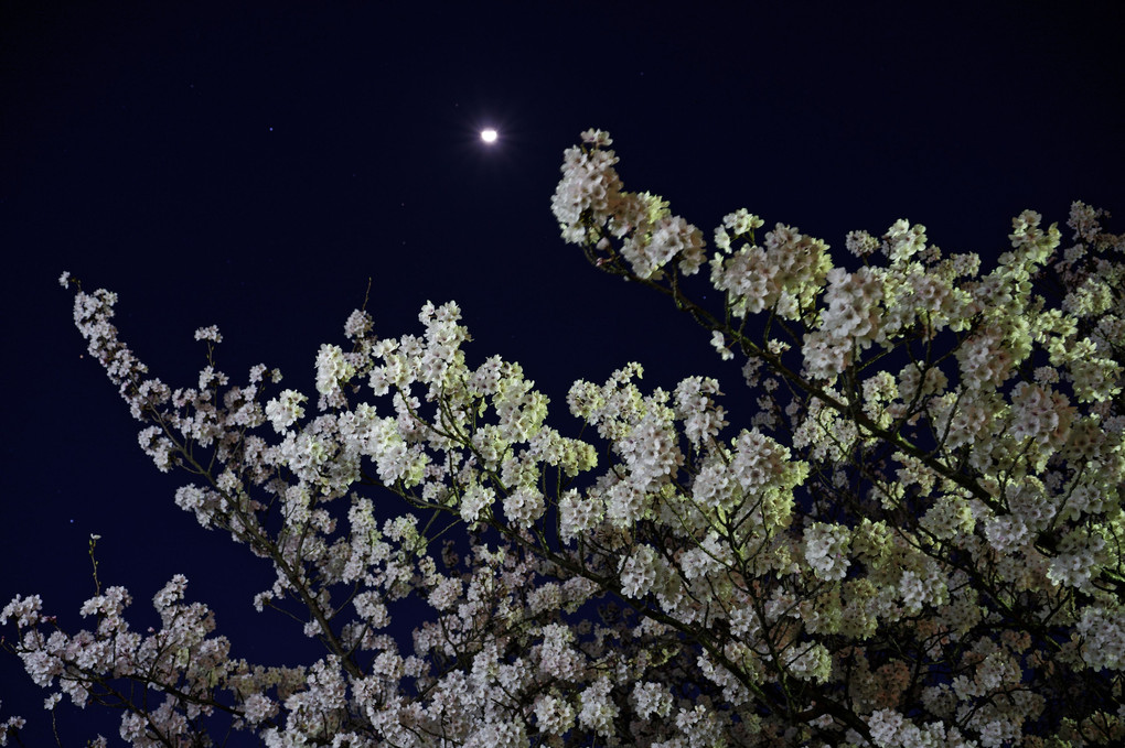 夜桜と月(1)
