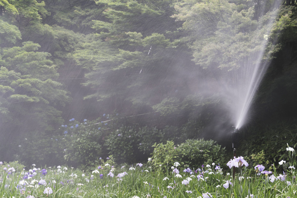 卯辰山花菖蒲園の散水