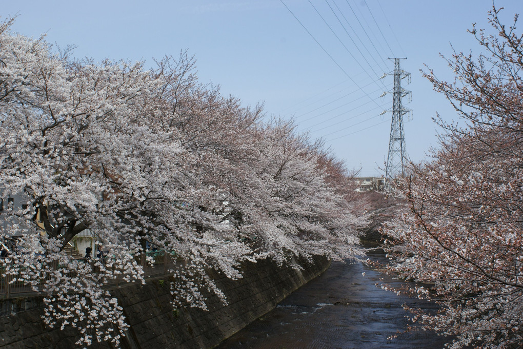 桜と恩田川
