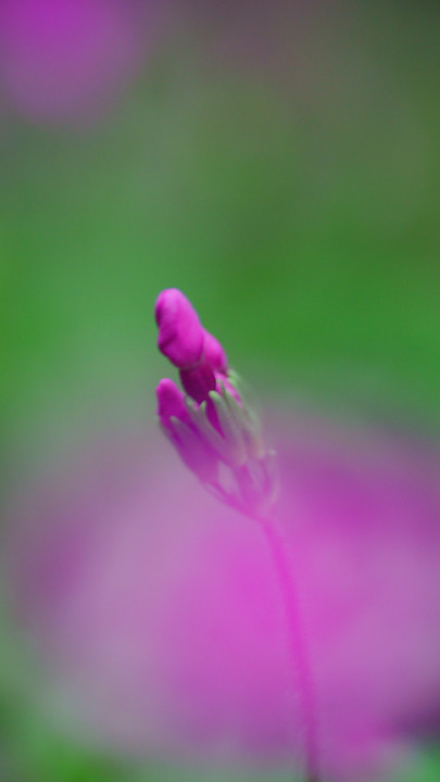 日本桜草