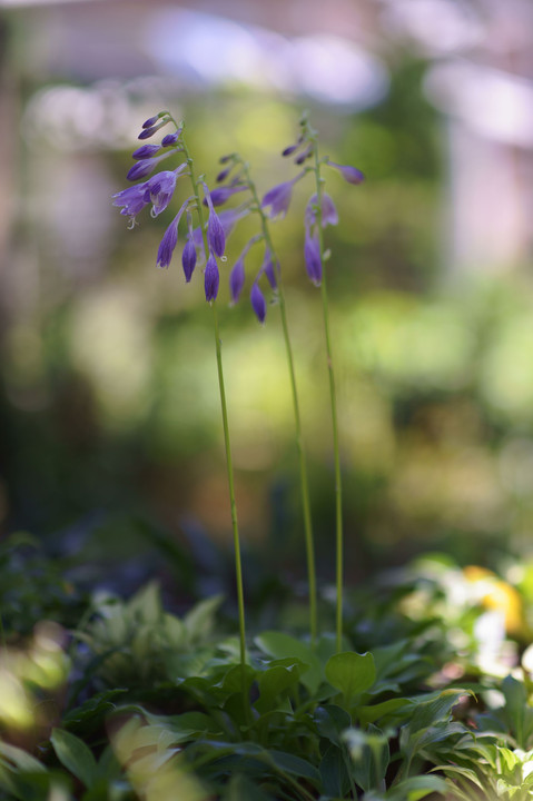 Hosta