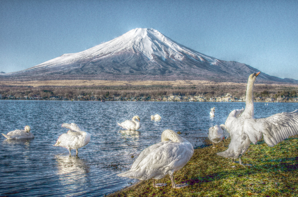 富士の雪と白鳥