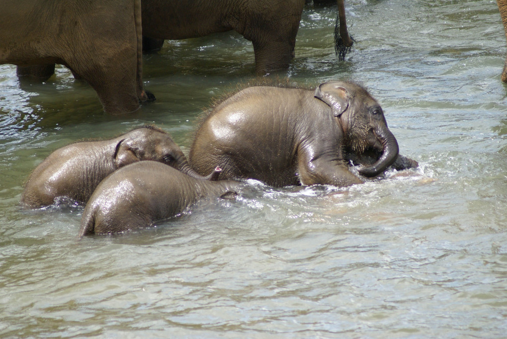 象の水遊び