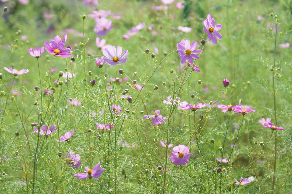 花咲く野辺に