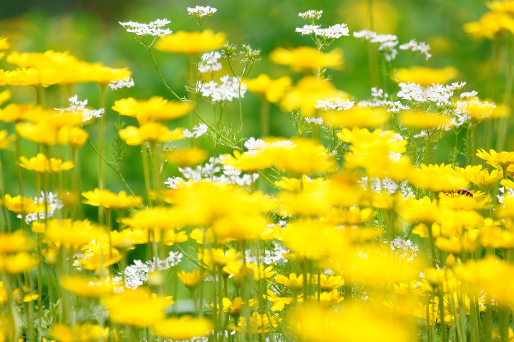 ６月を楽しまてくれた花々へ