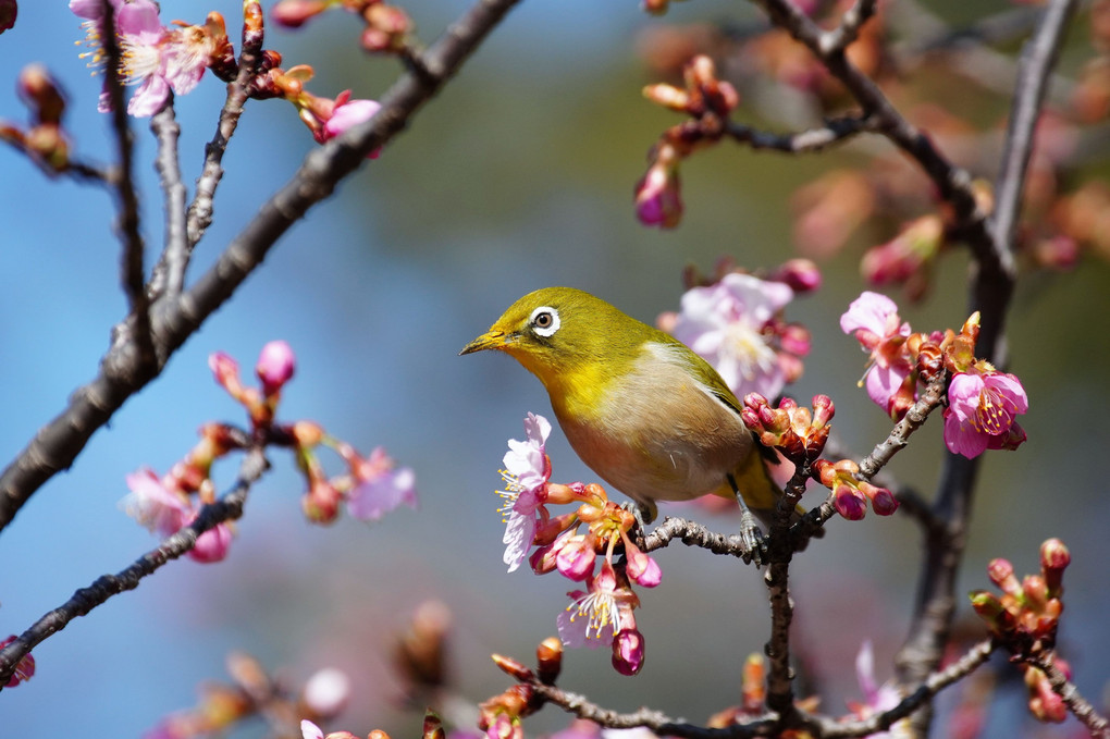 梅は咲いたか桜は・・・・・