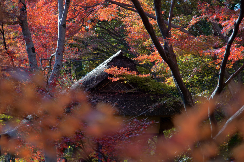 紅葉は師走に