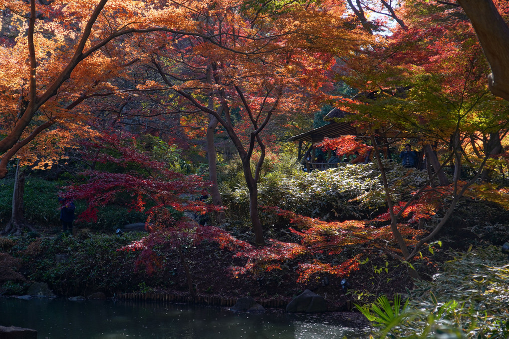 紅葉は師走に