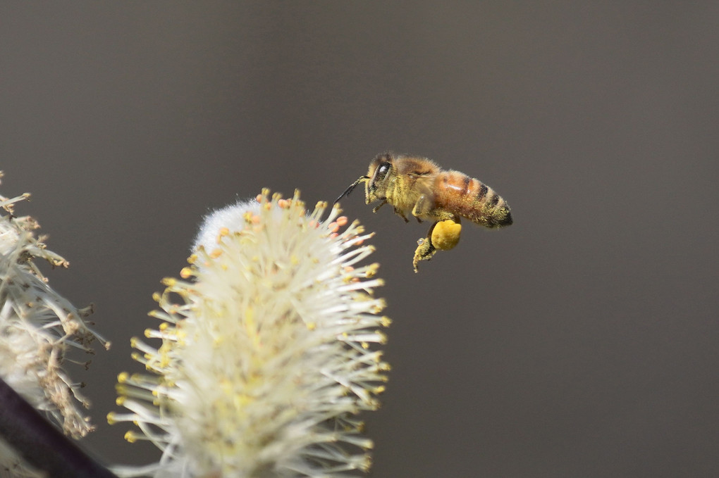 ネコヤナギ蜂蜜あります
