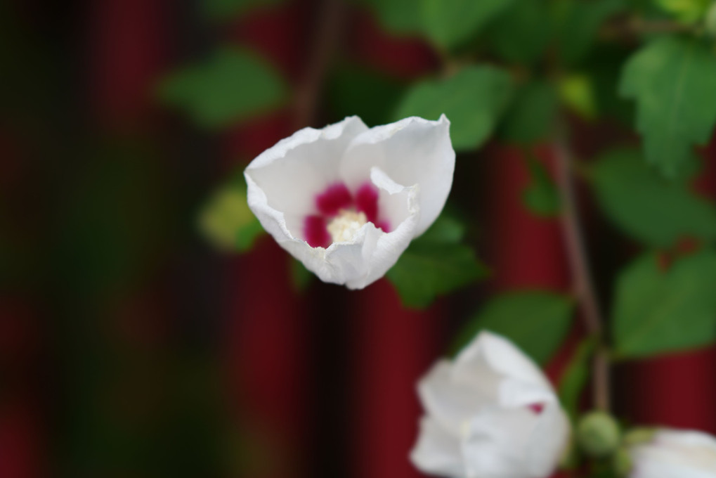 花の名前がわかりません