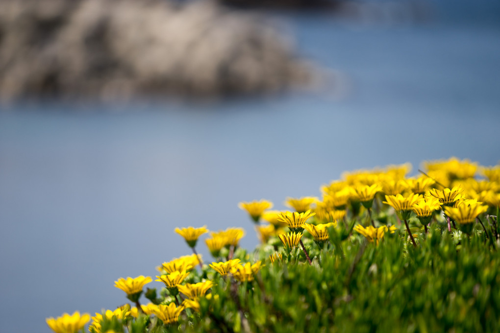 海辺の花