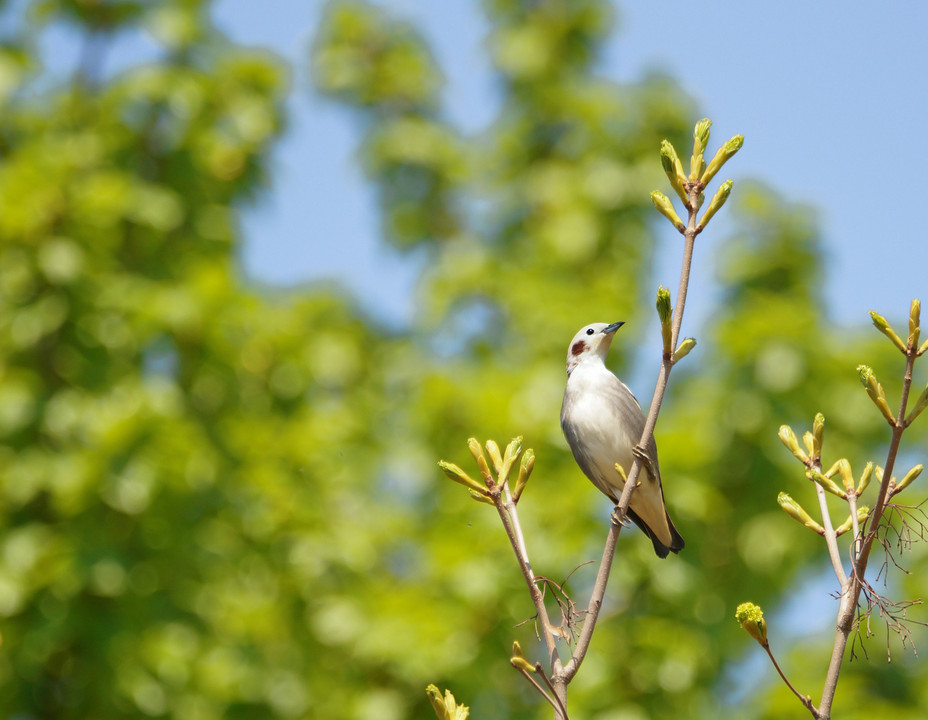 最近出会った鳥さんたち