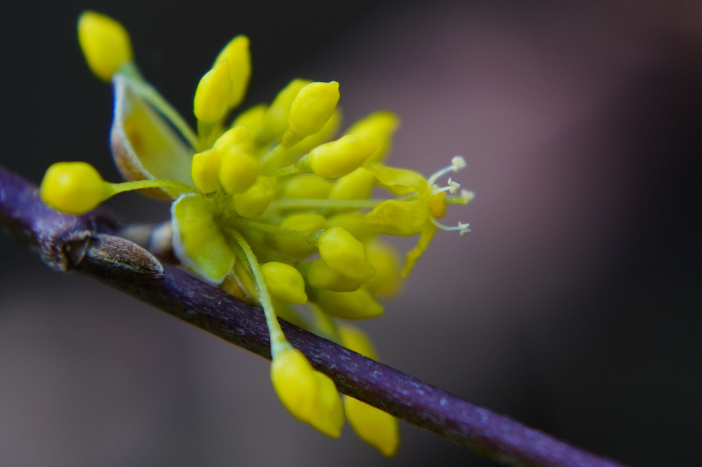 春への誘い…今日の花