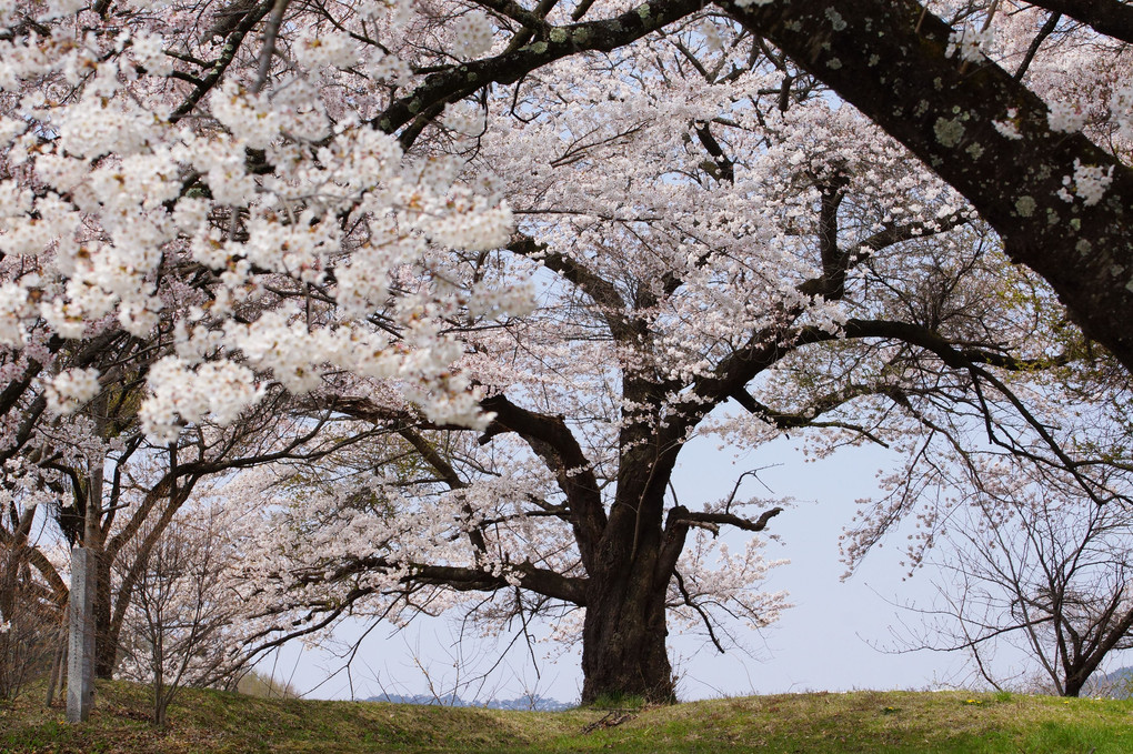 桜咲く風景