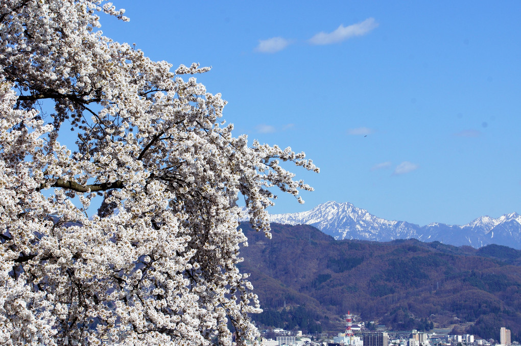 桜と八ヶ岳遠望