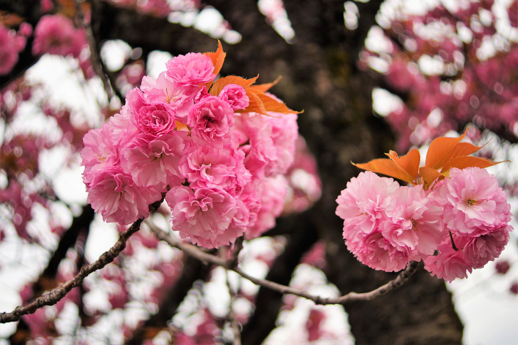 今朝の八重桜