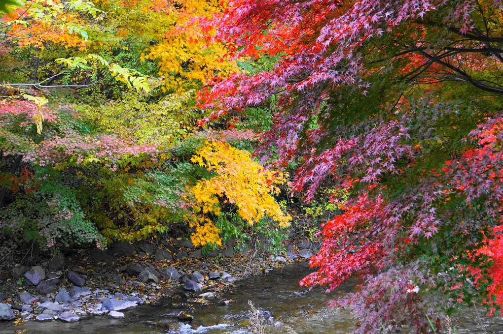 今日の紅葉黄葉