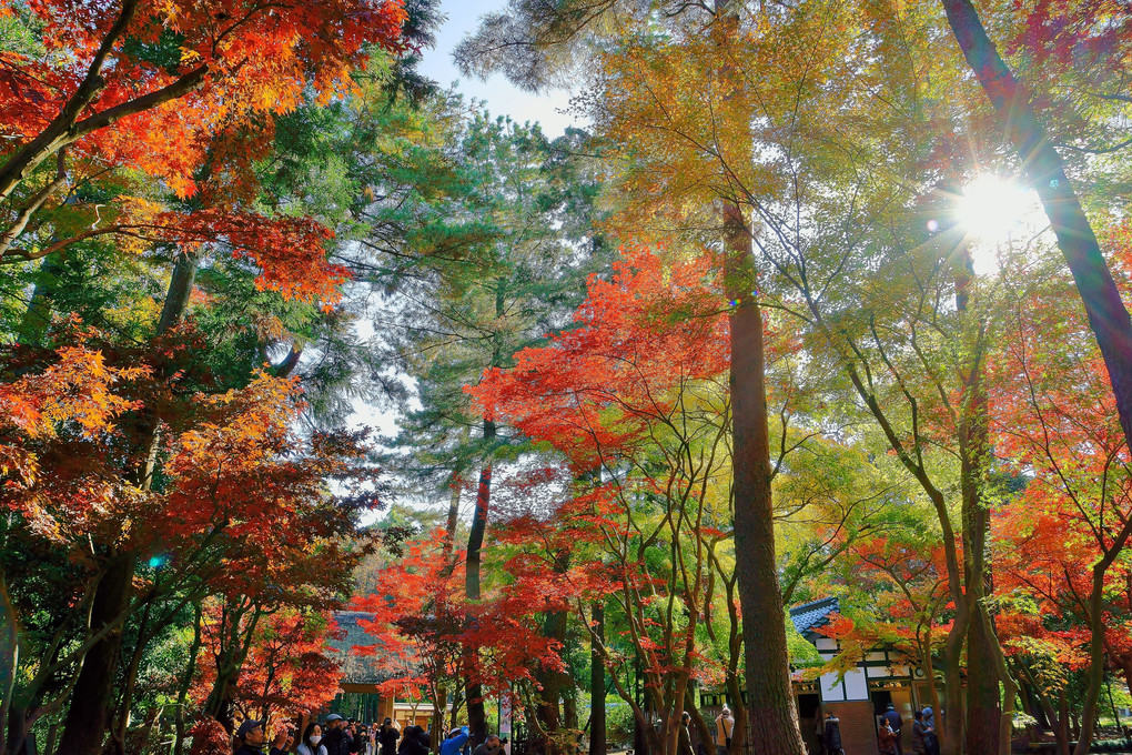 晩秋の光景