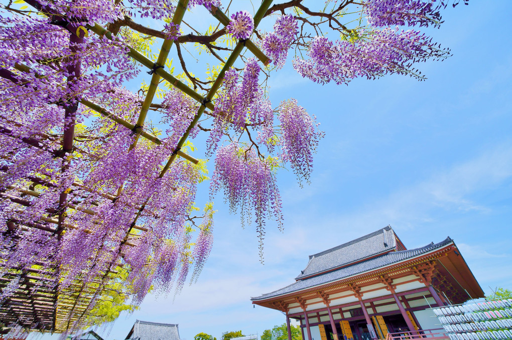 西新井大師　藤二景