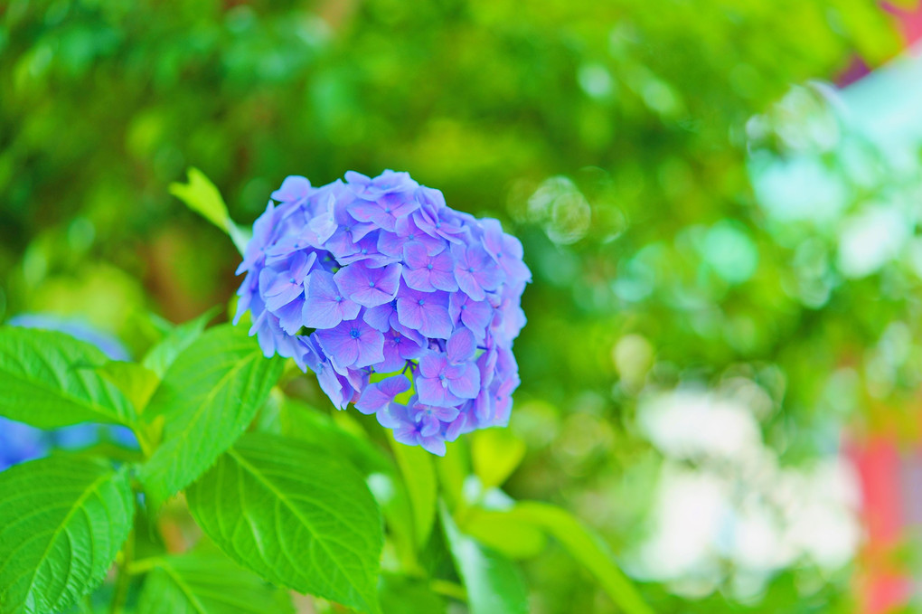 大師の紫陽花