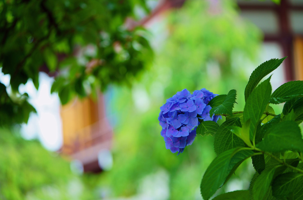 大師の紫陽花