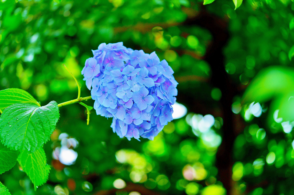 大師の紫陽花