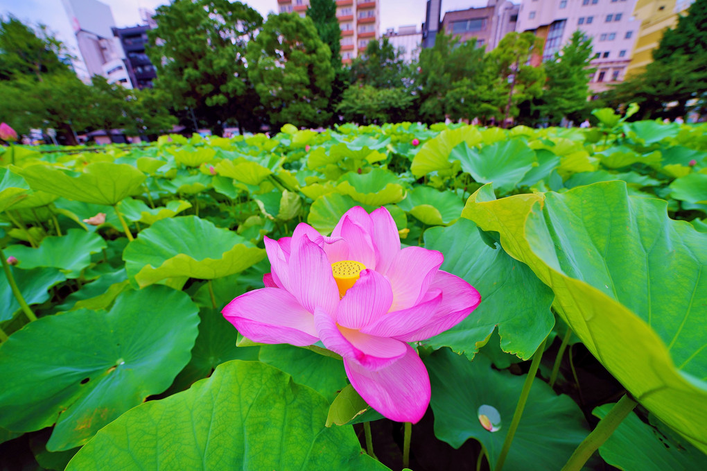 蓮の花Ⅱ