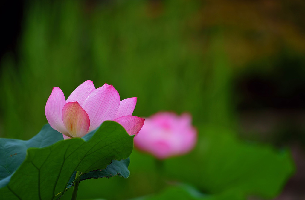 西新井大師・蓮の花