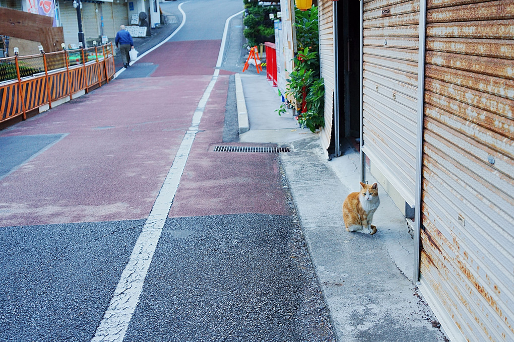 温泉街のニャンズ