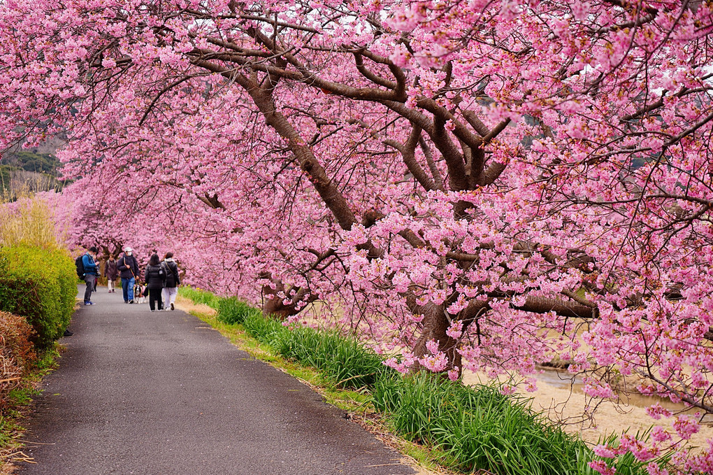 2月の桜は濃いピンク