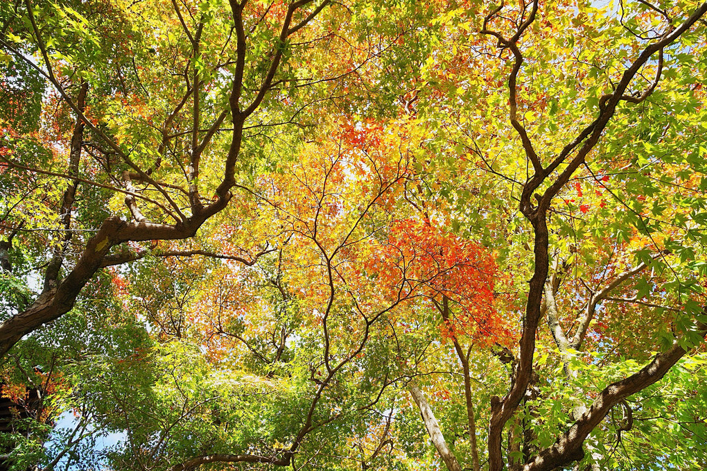 修善寺の紅葉