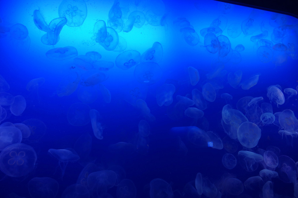 jellyfish aquarium