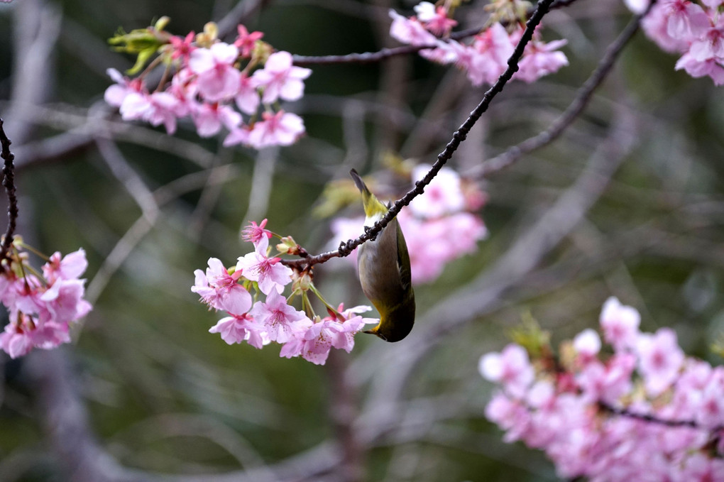 河津桜とメジロ２