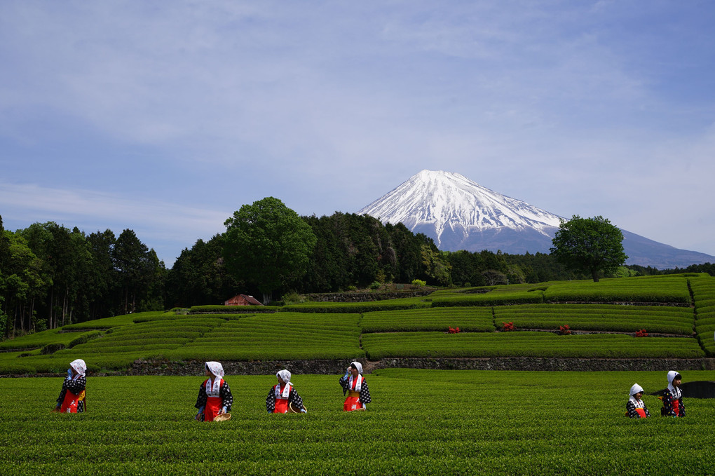 茶摘み娘と富士山