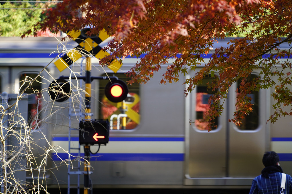 紅葉と横須賀線