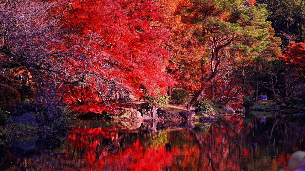 秋を庭園で楽しむ～新宿の森編～②
