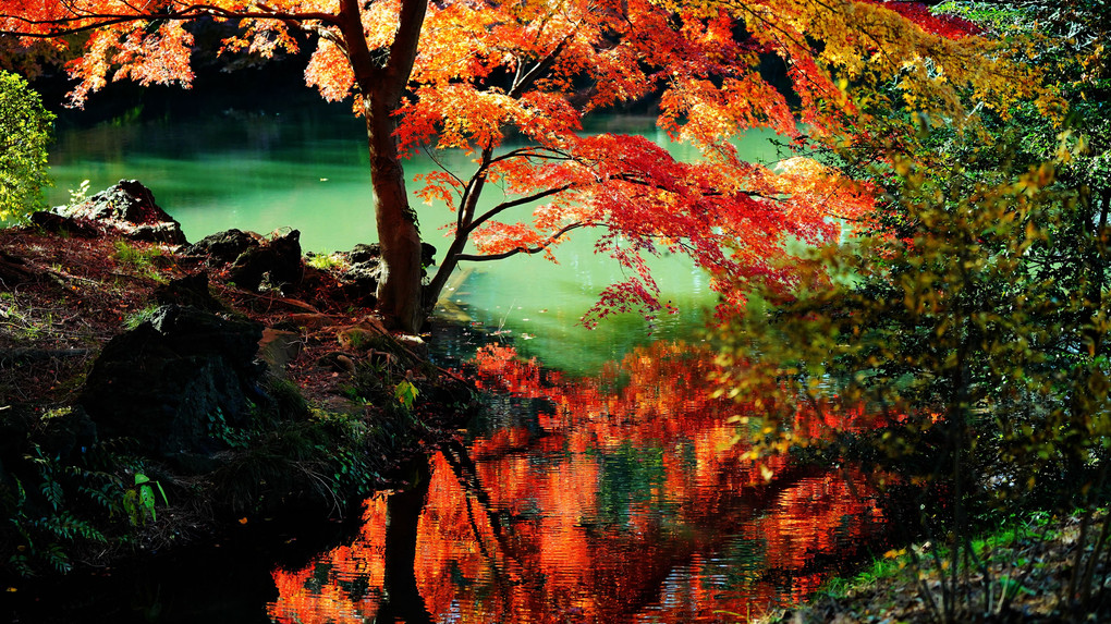 秋を庭園で楽しむ～新宿の森編～②