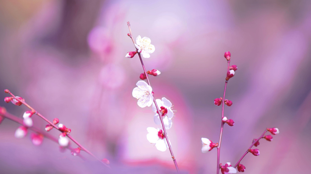 梅と河津桜