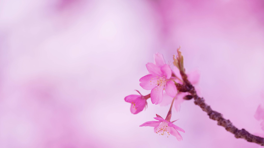 梅と河津桜